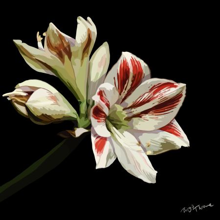  maleri Amaryllis af Birgit Thrane-de Waard malet i 